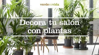 Decora tu salón con plantas [upl. by Ellivnarg]