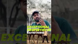 Exceptional properties of Gaited Horse horse how reels shorts sports adventure [upl. by Lail187]