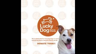 Lucky Dog Radio Ad [upl. by Crispa901]