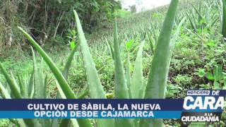 CULTIVO DE SÁBILA LA NUEVA OPCIÓN DESDE CAJAMARCA [upl. by Esihcoc]