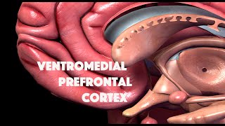 Ventromedial Prefrontal Cortex [upl. by Fatima756]