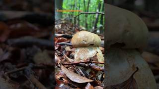 Boletus ReticulatusMay 2024 asmr asmrmushrooms fungi boletus porchini mushroomhunting [upl. by Wampler870]