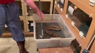 Venom extraction from Suriname Lancehead Vipers Bothrops atrox [upl. by Wendolyn189]