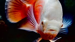 Albino Oscar Cichlid Eating Bloodworms [upl. by Aciram578]