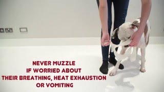 How to muzzle your dog [upl. by Fry]