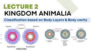 kingdom animalia classification Diploblastic and triploblastic and body cavity coelomate animals [upl. by Leuqram]