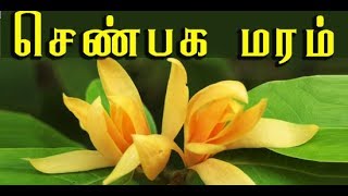 Magnolia champaca சென்பகமரத்தின் மருத்துவ பயன்கள [upl. by Nonarb]