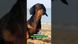 The Fascinating History of Dachshunds From Hunters to Family Pets [upl. by Okika]