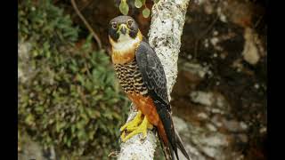 ORANGEBREASTED FALCON Interesting Facts about Colourful Tropical Falcon [upl. by Anairol655]