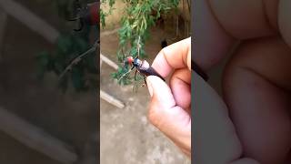 Longhorn beetle Vs Myna Baby and Chicks [upl. by Sidran]