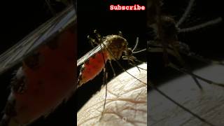 Mosquito and Blood Facts You Didnt Know kids shorts ytshorts [upl. by Aloap938]