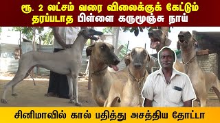 2 லட்சம் வரை விலைக்கு கேட்டும் தரப்படாத பிள்ளை கருமுஞ்சி நாய்  Indian Dog Breed [upl. by Aicele]