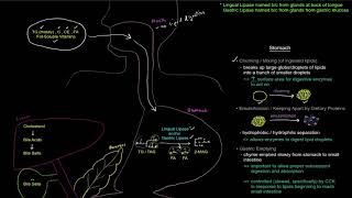 Lipid Digestion and Absorption Part 1 of 3  Digestion free sample [upl. by Mahala188]