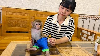 Monkey YinYin bit mom when he goes to new home [upl. by Teilo]