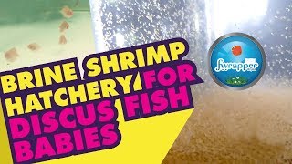 Brine Shrimp Hatchery  Discus Fry Food  Live Fish Food [upl. by Farrow]