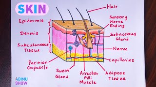 How To Draw Skin Layers  Integumentary System  step by step drawing [upl. by Namdor]