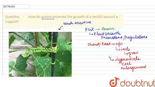 How do auxins promote the growth of a tendril around a support  CLASS 10  CONTROL AND COORD [upl. by Ylak]