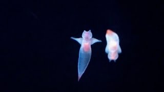 Sea Butterflies in Danger  NOVA [upl. by Nojid]