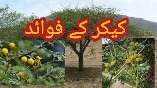 Benefits of Kikar Babool ke phool chal phali ke Fayde [upl. by Bennie]