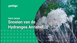 Snoeien van de Hortensia Annabel Hydrangea [upl. by Eciryt]