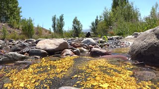 Golden River These gold riches can be found in riverbed and under water [upl. by Adhern406]