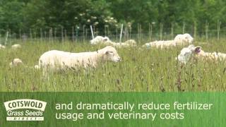 Herbal Leys An Introduction  Cotswold Seeds [upl. by Burris]