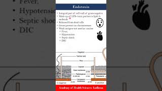 Endotoxins  Microbiology  by Imran Yaseen [upl. by Lyndon]