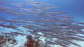 SCUBA Diving in Akumal Mexico [upl. by Anegue699]