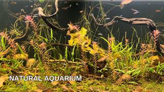 100 REAL Natural Aquarium • Relaxing With Dirted Tank [upl. by Valerie]