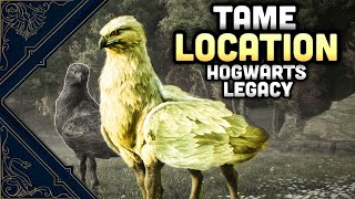 How To Tame A Hippogriff In Hogwarts Legacy  Mythical Beast Guide [upl. by Silevi]