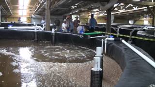 Fellsmere Shrimp Farm Grand Opening [upl. by Akirahs]