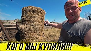 Какую птицу мы купили Скоро нечем будет кормить скот Омск Москаленки жизнь в деревне [upl. by Niwrud]