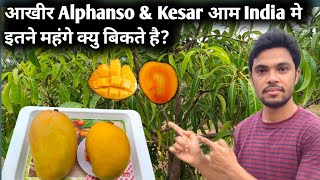 आखीर Alphanso amp Kesar आम India मे इतने महंगे क्यु बिकते है [upl. by Ailimat808]