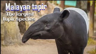 Malayan tapir Facts amp info [upl. by Meave]