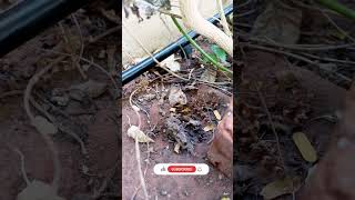 Drip Irrigation for plants at Home Garden [upl. by Fine]