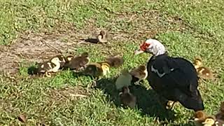 Subscribe Momma fowl duck muscovy and babies [upl. by Ahrendt]