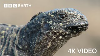 Iguana vs Snakes  4K UHD  Planet Earth II  BBC Earth [upl. by Irolam627]