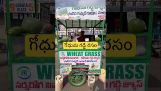 గోధుమ గడ్డి జ్యూస్ ఉపయోగాలుytstudio ytshorts ytshortythealth [upl. by Aushoj]