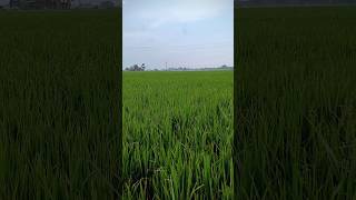 Adhul ke fulvayoutubeshorts explorethebeautyofnature tranding bhojpuri youtubeshorts [upl. by Sul]