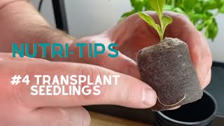 Nutritips 4 Transplant seedlings – how to prepare your seedlings to start growing in the Nutritower [upl. by Rogers]