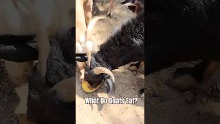 What Do Goats Eat 𓃵 𔑸 𝓰𝖔𝐚𝓽🐐Animal Farm animallover [upl. by Irbmac360]