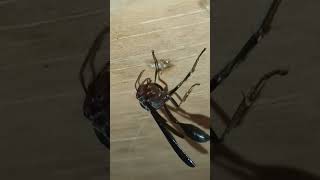 Chirps amp ClapsThread Waisted Wasps Architectural Ballet⛈️viral [upl. by Brien245]