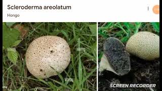 Scleroderma areolatum [upl. by Karalee125]