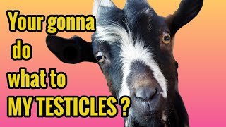 How to Band Goats  Easy Castration [upl. by Naveb]