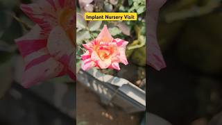 Implant Nursery Visit Bareilly👍Stripped Rose In Implant Nursery👏nursery shorts youtubeshorts [upl. by Conrad]