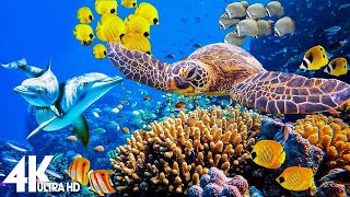 3 HOURS of 4K Underwater Wonders  Relaxing Music  Coral Reefs amp Colorful Sea Life in UHD [upl. by April]