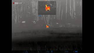 Next Gen Thermal Imaging  Pulsar Helion 2 XP50 PRO [upl. by Brunhilde633]