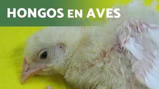 Micosis en Aves 🦠  Prevención y Tratamiento [upl. by Markowitz941]