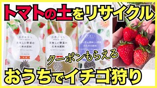 【家庭菜園】トマトの土をリサイクルしておうちでイチゴ狩りを楽しみませんか？【自然暮らし】 [upl. by Daza]