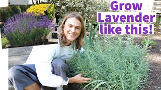 LAVENDER  How to Plant Lavender amp Grow Bushy Plants with lots of Flowers [upl. by Ridley]